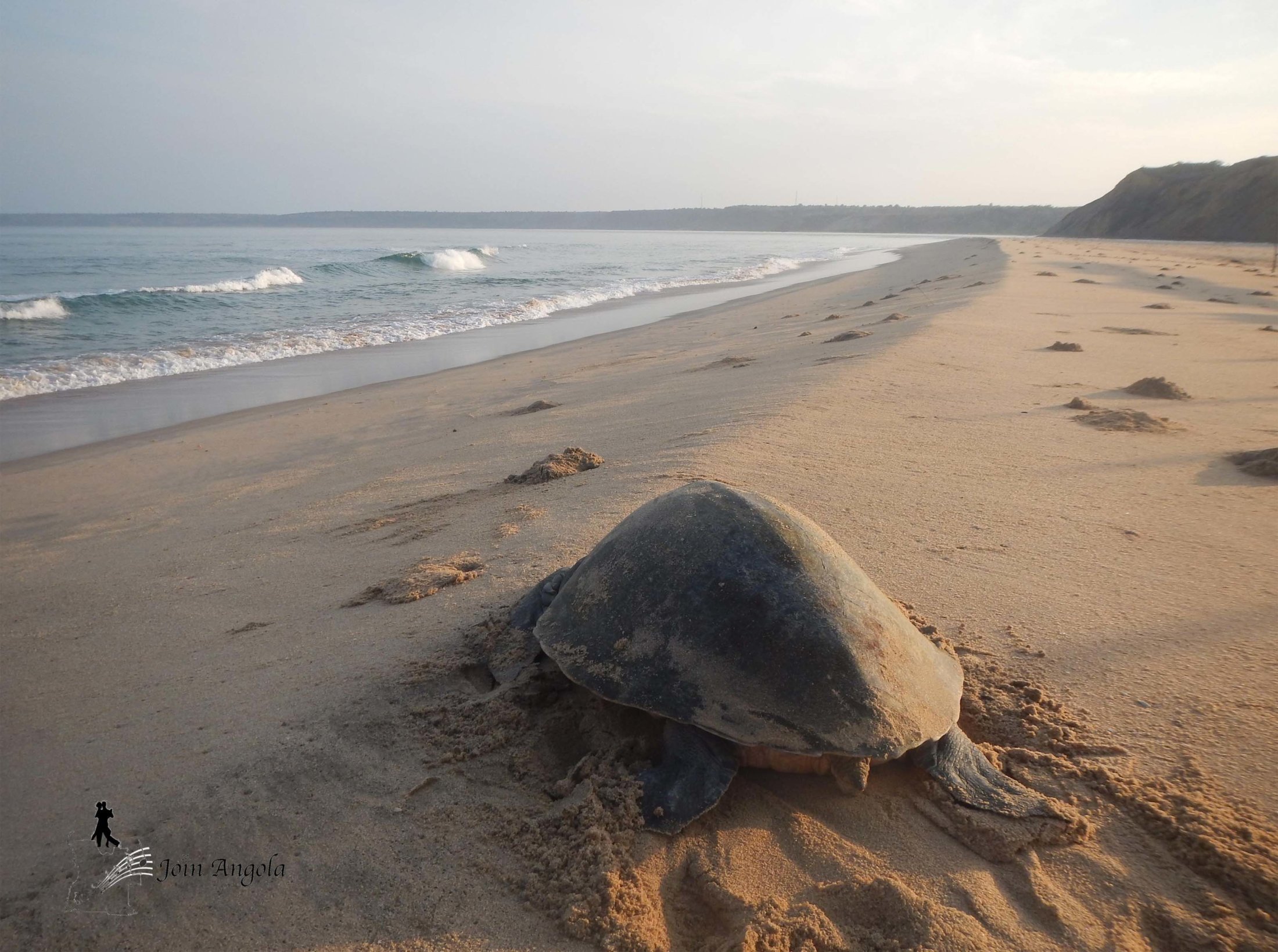 A turtle in Cabo Ledo. As in many parts of the world, the species is in danger.