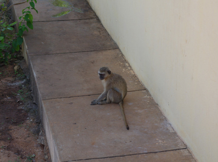 Monkeys are very common in many parts of Angola, even in urban areas, as they like to get into humans' gardens and pick their fruits.