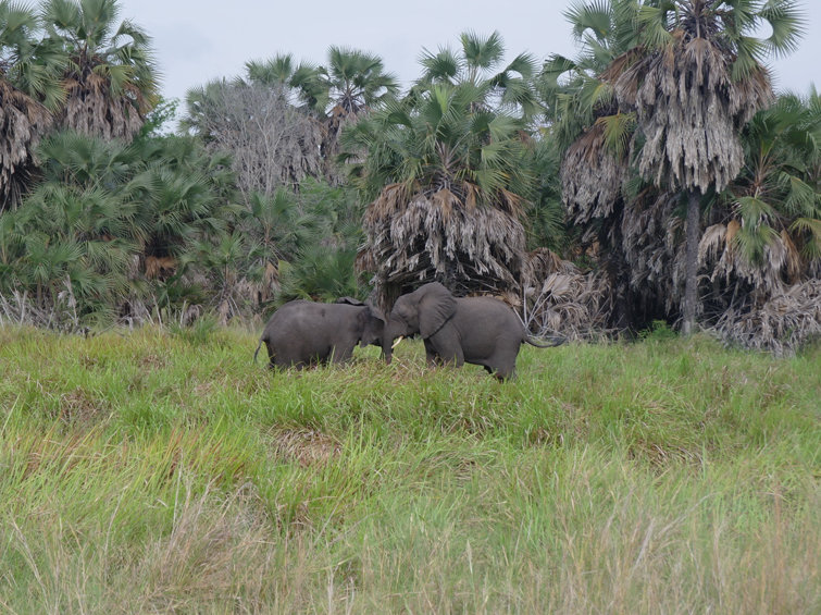 Two elephants in Quissama Park.