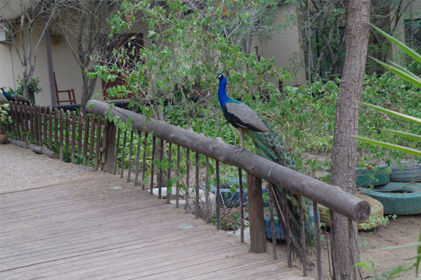 Peacock at the Kwanza Lodge, at the end of the Kwanza river.