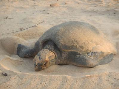 A beautiful turtle on Cabo Ledo beach.