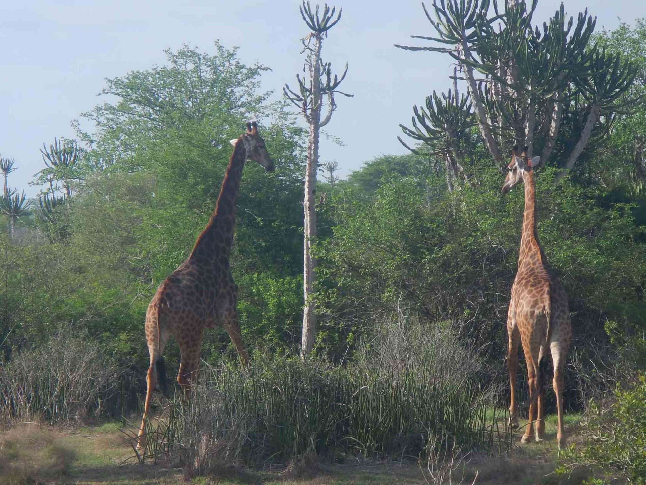 safaris